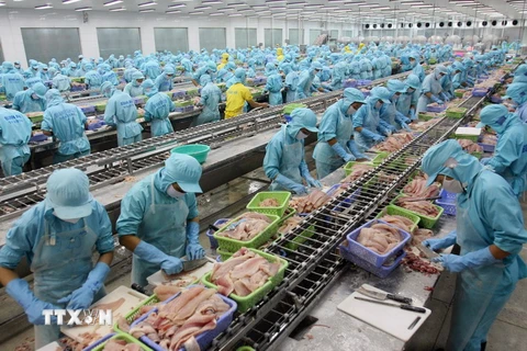 Người lao động tại xưởng chế biến cá tra xuất khẩu của Công ty Bianfishco, thành phố Cần Thơ. (Ảnh: Huy Hùn/TTXVN)