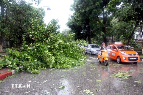 [Photo] Nghệ An: Bão số 2 đốn ngã nhiều cây xanh, giao thông hỗn loạn