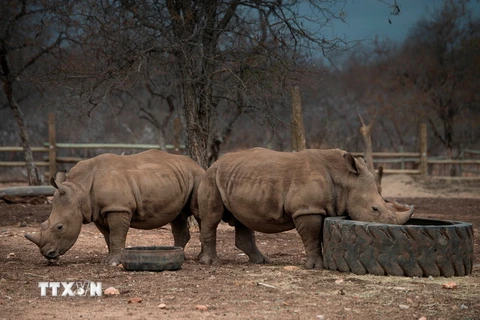 Tê giác tại một khu bảo tồn ở Limpopo, Nam Phi ngày 25/9/2016. (Nguồn: AFP/TTXVN)