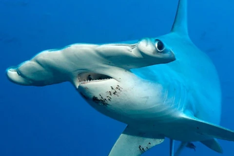 Cá mập đầu búa. (Nguồn: bbc.com)