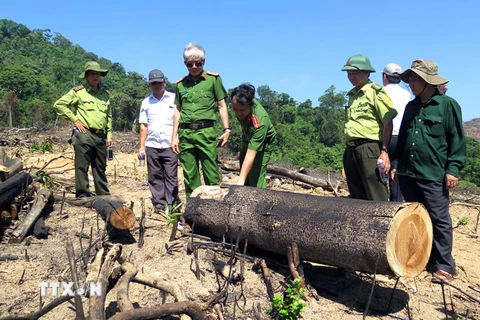Công an tỉnh Bình Định kiểm tra hiện trường vụ phá gần 61ha rừng. (Ảnh: Nguyên Linh/TTXVN)