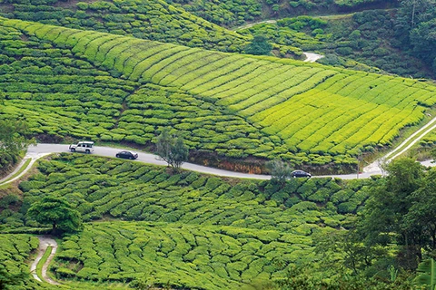 Cameron Highlands - nàng sơn nữ ngủ vùi giữa rừng xanh và đồi chè