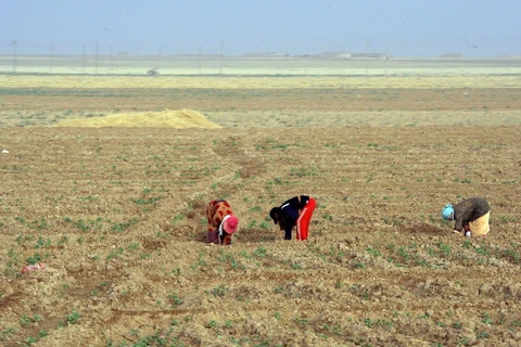 Người dân lao động trên một cánh đồng tại Syria. (Nguồn: Getty images)