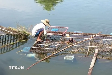 Người dân ở Thừa Thiên-Huế thu gom cá chết trong lồng. (Ảnh: Hồ Cầu/TTXVN)