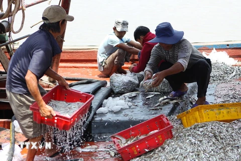 Ngư dân Nghệ An tập kết hải sản vừa đánh bắt. (Ảnh: Thanh Tùng/TTXVN)