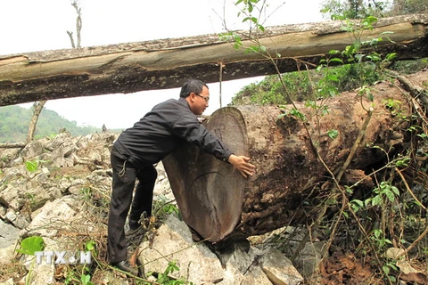 Cây nghiến tại Vườn quốc gia Ba Bể bị lâm tặc khai thác. (Ảnh minh họa. Nguyễn Trình/TTXVN)