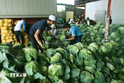 [Video] Lâm Đồng đưa rau củ đến với quân dân biển đảo Trường Sa 