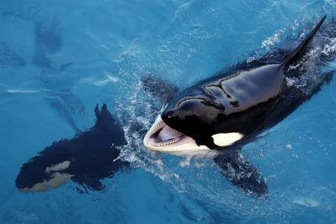 [Video] Lần đầu tiên trong lịch sử, cá voi bắt chước tiếng người 