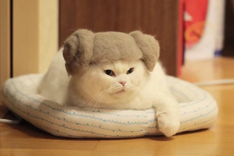 [Video] Những chiếc mũ bằng lông mèo gây sốt cộng đồng mạng 