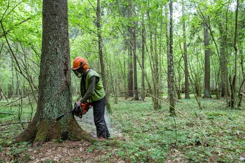 Khai thác gỗ tại rừng nguyên sinh Bialowieza năm 2016. (Nguồn: AFP/TTXVN)