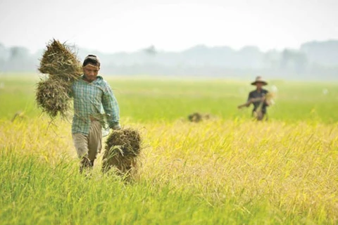 Nông dân Myanmar. (Nguồn: mmtimes.com)