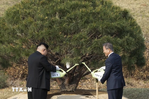 Tổng thống Hàn Quốc Moon Jae-in (phải) và nhà lãnh đạo Triều Tiên Kim Jong-un tưới nước cho cây thông biểu tượng mới trồng tại làng đình chiến Panmunjom ngày 27/4. (Nguồn: EPA/TTXVN)