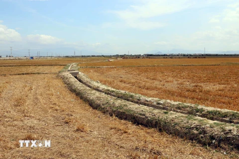 Khoảng 5.000ha diện tích lúa vụ Hè thu ở Ninh Thuận phải ngưng sản xuất vì hạn hán, thiếu nước tưới. (Ảnh: Công Thử/TTXVN)