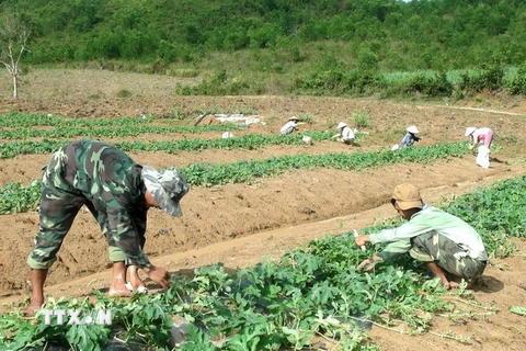 Nông dân xã Xuân Phước (huyện miền núi Đồng Xuân) chăm sóc dưa hấu 3 tuần tuổi. (Ảnh: Thế Lập/TTXVN)