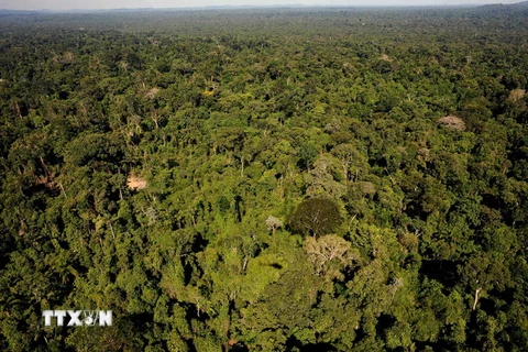 Một góc rừng Amazon. (Nguồn: AFP/TTXVN)