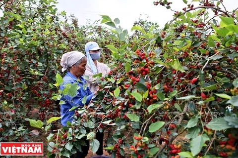 Các vườn dâu ở xã Hiệp Thuận (Hà Nội) nằm trên diện tích đất rộng khoảng 2ha, được chia cho 14 hộ dân trồng và thu hoạch hàng năm.