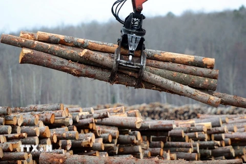  Sản phẩm gỗ mềm tại Công ty Murray Brothers Lumber ở Madawaska, Canada. (Nguồn: THE CANADIAN PRESS/TTXVN)