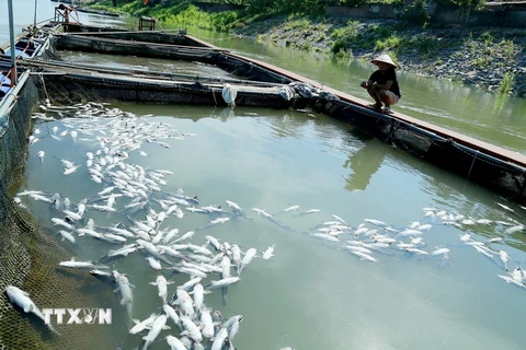Nhiều lồng cá nuôi ở Sông Đà bị chết hơn 50%. (Ảnh: Trung Kiên/TTXVN)