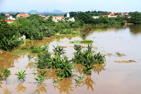Nước sông dâng cao, nhấn chìm nhiều diện tích trồng rau màu của người dân xã Hà Thạch, thị xã Phú Thọ. (Ảnh minh họa. Trung Kiên/TTXVN)