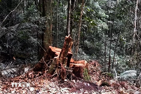 [Video] Phát hiện vụ phá rừng phòng hộ quy mô lớn ở Bình Định