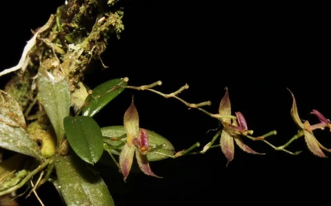 Loài hoa mới được đặt tên Andinia Tingomariana. (Nguồn: EFE)