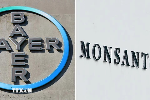 Biểu tượng của Tập đoàn dược phẩm và hóa chất Bayer (trái) và biểu tượng của công ty chuyên về hạt giống biến đổi gene Monsanto (phải). (Nguồn: AFP/TTXVN)
