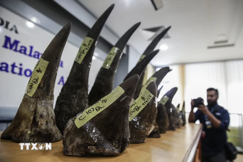 Số sừng tê giác bị thu giữ được bày trong cuộc họp báo gần Sân bay quốc tế Kuala Lumpur ở Sepang, Malaysia ngày 10/4. (Nguồn: EPA/TTXVN)