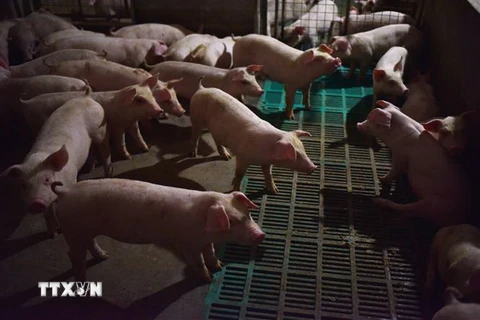 Lợn được nuôi tại trang trại ở tỉnh Hà Nam, Trung Quốc ngày 10/8. (Ảnh: AFP/TTXVN)