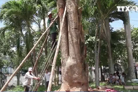 [Video] Tây Ninh tiếp nhận cây giáng hương 100 năm tuổi bị đào trộm 