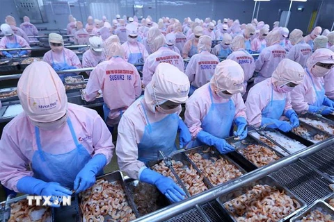 Chế biến tôm xuất khẩu tại nhà máy của Công ty Cổ phần thủy sản Minh Phú, tỉnh Hậu Giang. (Ảnh: Vũ Sinh/TTXVN)