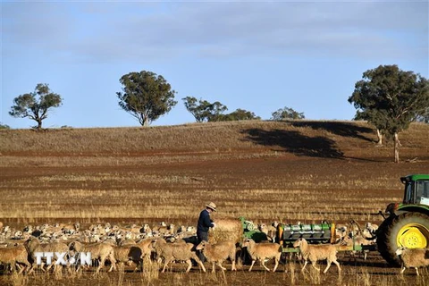 Cảnh khô hạn trên cánh đồng tại Duri, New South Wales, Australia ngày 7/8/2018. (Ảnh: AFP/TTXVN)