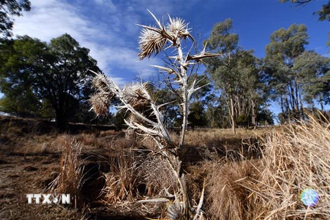 Cảnh khô hạn tại Duri, New South Wales, Australia. (Ảnh: AFP/TTXVN)
