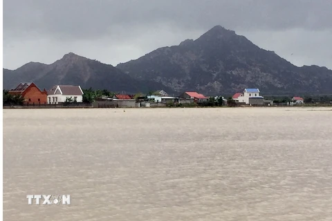 Nhiều diện lúa vụ Đông Xuân sớm ở huyện Thuận Nam bị ngập sâu trong nước. (Ảnh: Công Thử/TTXVN)