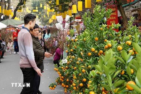 Người dân chọn mua những mặt hàng cho Tết Nguyên Đán tại chợ hoa Hàng Lược. (Ảnh: Khánh Hòa/TTXVN)