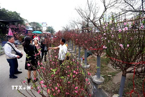 Người dân thủ đô Hà Nội chọn mua hoa, cây cảnh tại chợ hoa Quảng An. (Ảnh: Danh Lam/TTXVN)