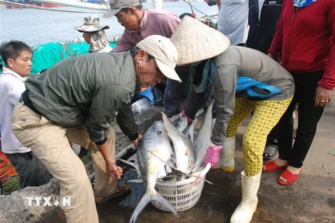 Mẻ cá bè trong tổng số 100 tấn cá đánh bắt được của tàu cá QT 93939TS cập cảng Cửa Việt, sáng 11/2. (Ảnh: Thanh Thủy/TTXVN)