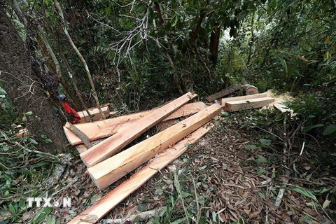 Những thân cây được xẻ cắt thành phẩm tại Điện Biên. (Ảnh: Phan Tuấn Anh/TTXVN)