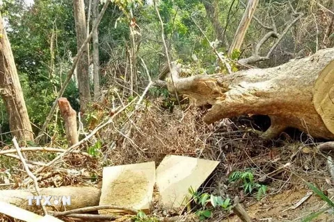 Hiện trường vụ một phá rừng tại xã Cư Bông, huyện Ea Kar, Đắk Lắk. (Ảnh: TTXVN phát)