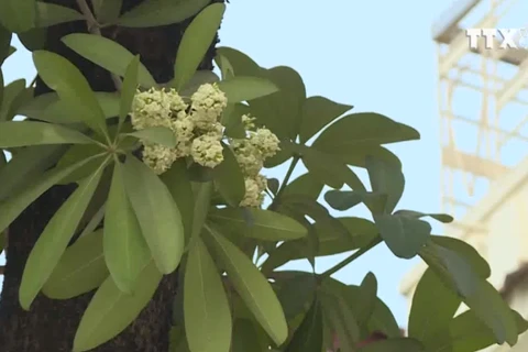 [Video] Ngỡ ngàng hoa sữa trái mùa tại thủ đô Hà Nội