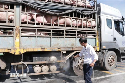 Cán bộ thú y phun thuốc tiêu độc, khử trùng phương tiện vận chuyển lợn. (Ảnh: Công Trí/TTXVN)