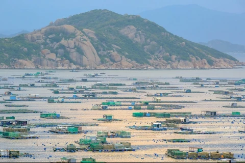 [Photo] Nghề nuôi tôm hùm thương phẩm trên đảo Bình Ba