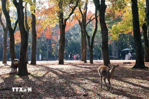Công viên Nara là một trong những điểm du lịch khá nổi tiếng của du lịch Nhật Bản. (Ảnh: Huy Hùng/TTXVN)