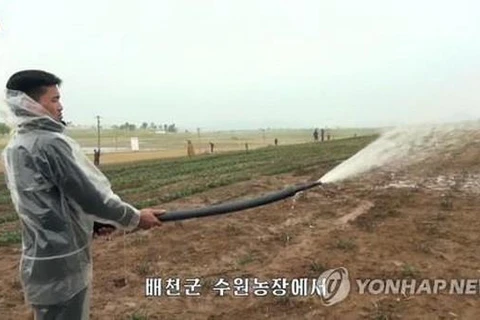 Một nông dân tưới nước cay cây trồng hồi tháng 5. (Nguồn: Yonhap)