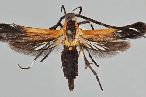 Loài Tinaegeria carlosalvaradoi. (Nguồn: larepublica.net)