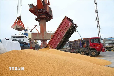 Công nhân bốc dỡ đậu tương nhập khẩu tại cảng Nam Thông, tỉnh Giang Tô, Trung Quốc. (Ảnh: AFP/TTXVN)