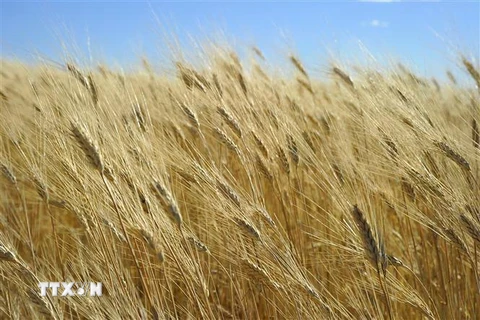 Một cánh đồng lúa mỳ ở Tioga, bang Bắc Dakota, Mỹ. (Ảnh: AFP/TXTVN)