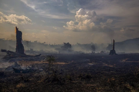 Khu vực rừng Amazon ở Altamira, bang Para (Brazil) trơ trụi sau thảm họa cháy rừng, ngày 27/8/2019. (Ảnh: AFP/TTXVN)