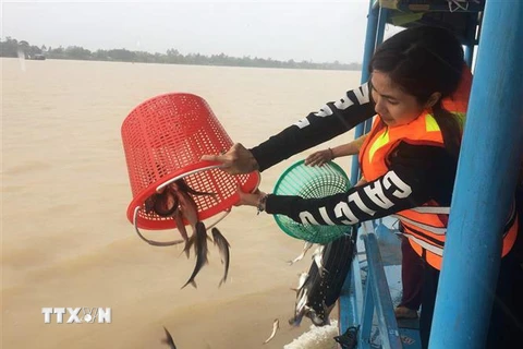 Người dân tỉnh An Giang tham gia thả các giống cá bản địa xuống sông Vàm Nao (một nhánh của sông Hậu) nhằm tái tạo nguôn lợi thủy sản. (Ảnh: Công Mạo/TTXVN)