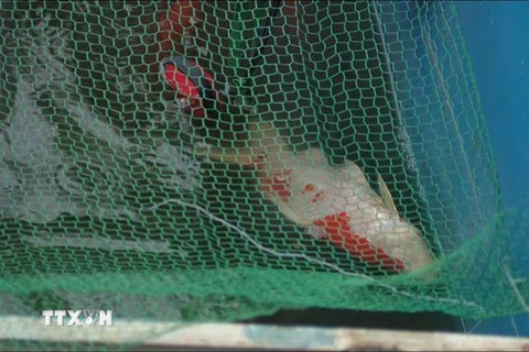 Cá Koi bị chết sau khi được thả xuống sông Tô Lịch được ít ngày. (Ảnh: Mạnh Khánh/TTXVN)