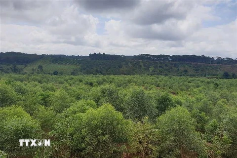 Một diện tích rừng ở Đắk Nông. (Nguồn: Hưng Thịnh/TTXVN)